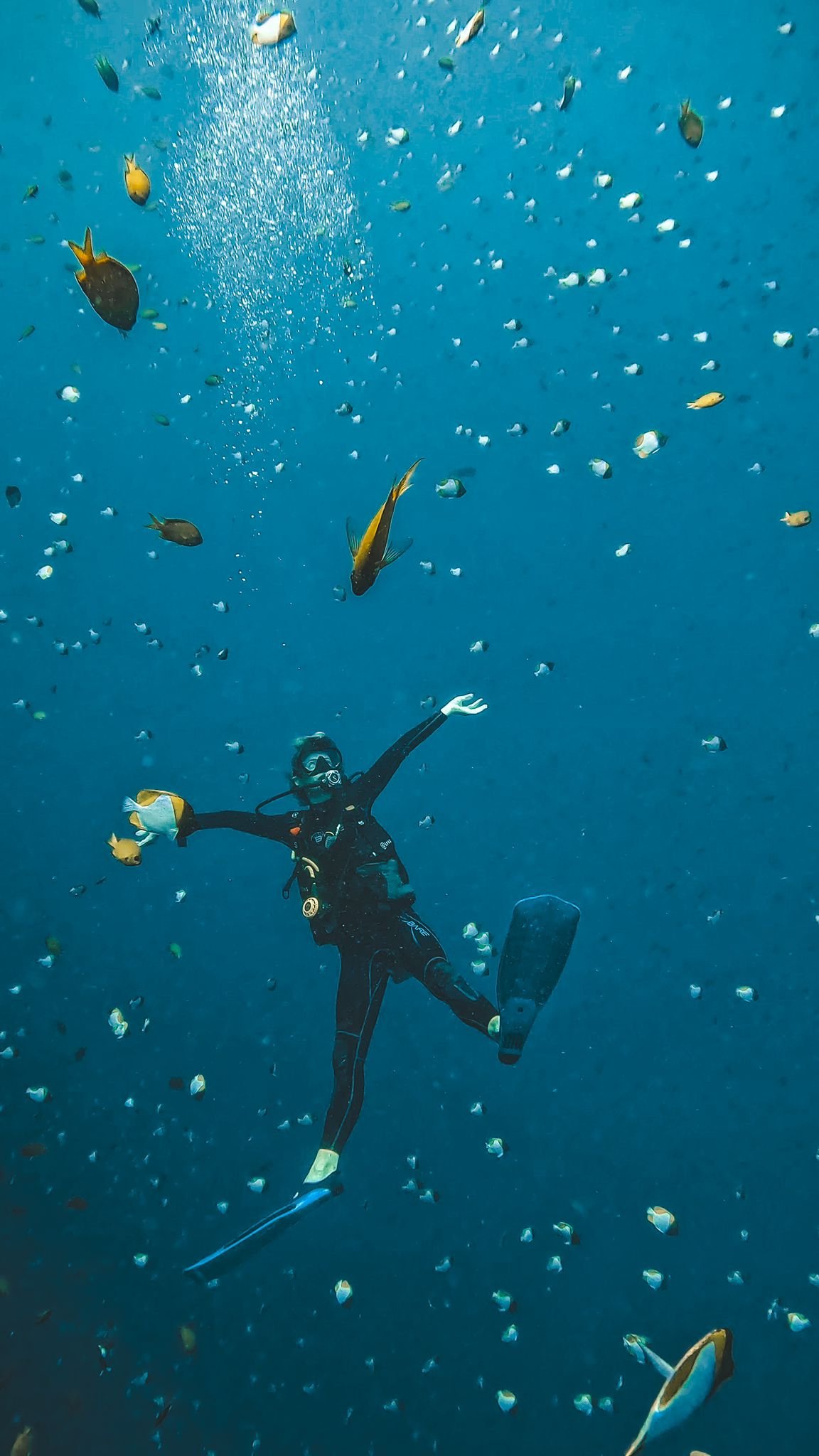 turtle-watch-bunaken Coral Reef, Bunaken Marine Park