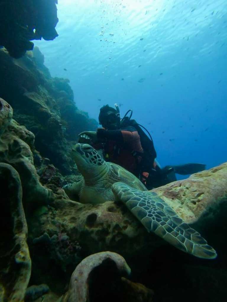 Fun Diving in Bunaken Marine Park Fun Diving in Bunaken Marine Park