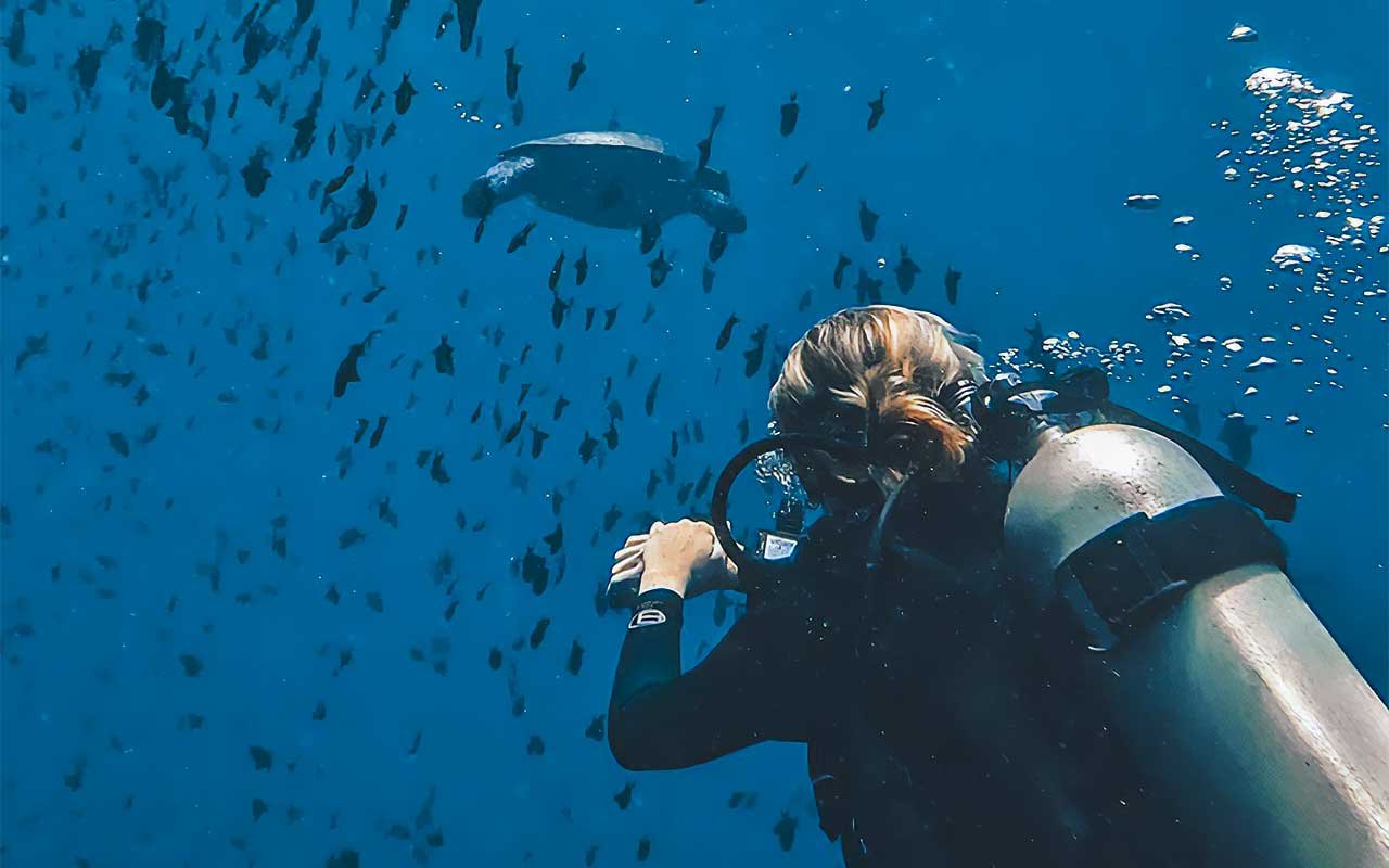 turtle-watch-bunaken Coral Reef, Bunaken Marine Park